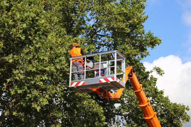 Best Best Tree Removal Services  in USA